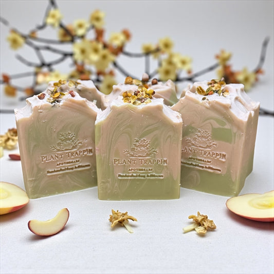 Apple Tree Kombucha Bar -🍏 Brighten + Balance | Apple + Ginger Glow